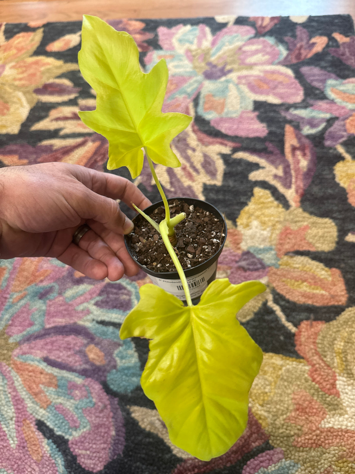 4" Philodendron 'Warscewiczii Aurea'