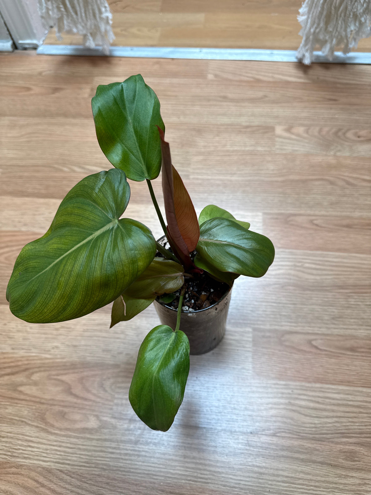 Philodendron Summer Glory Leca Ball self watering vase