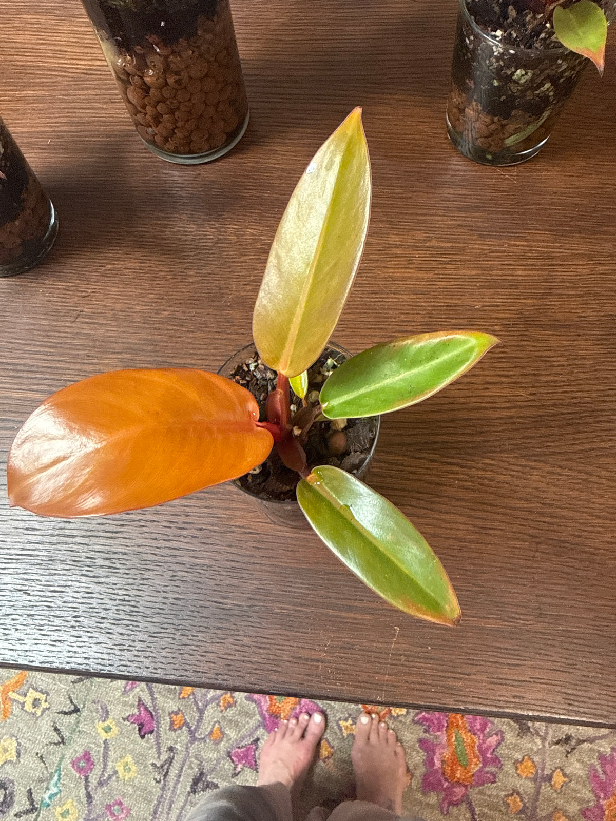 Prince of Orange Philodendron Leca ball Vase