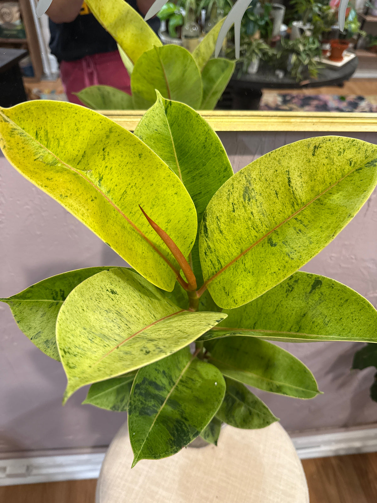 Ficus Ghost Rider 6”