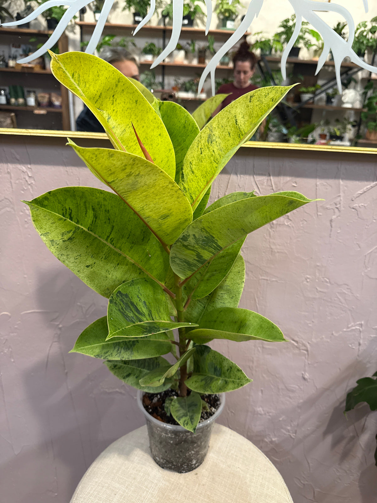 Ficus Ghost Rider 6”