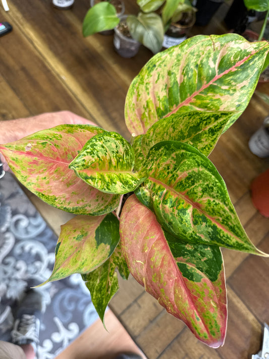 Aglaonema Prakaiphet