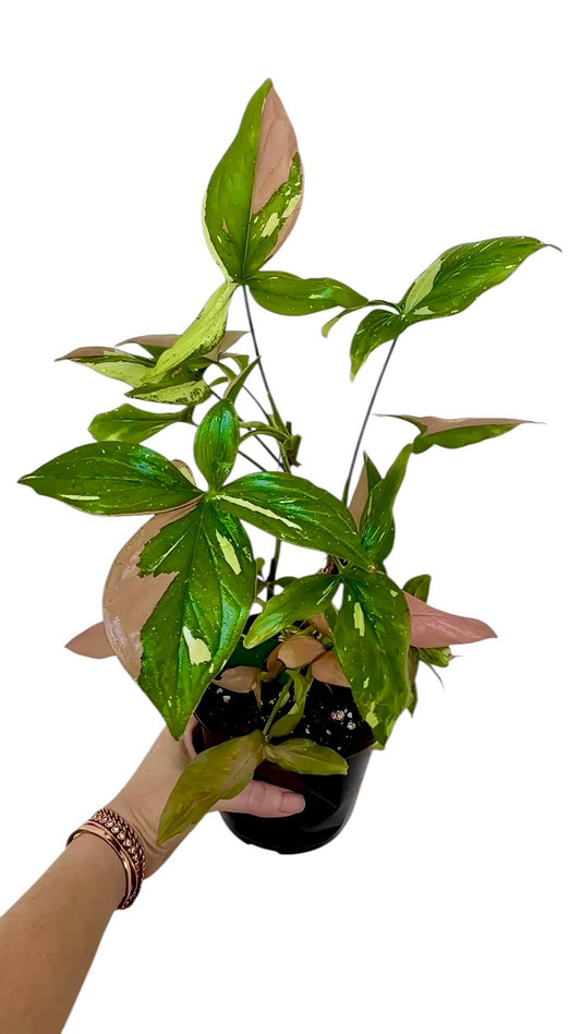 Rare Syngonium Tricolor: Large