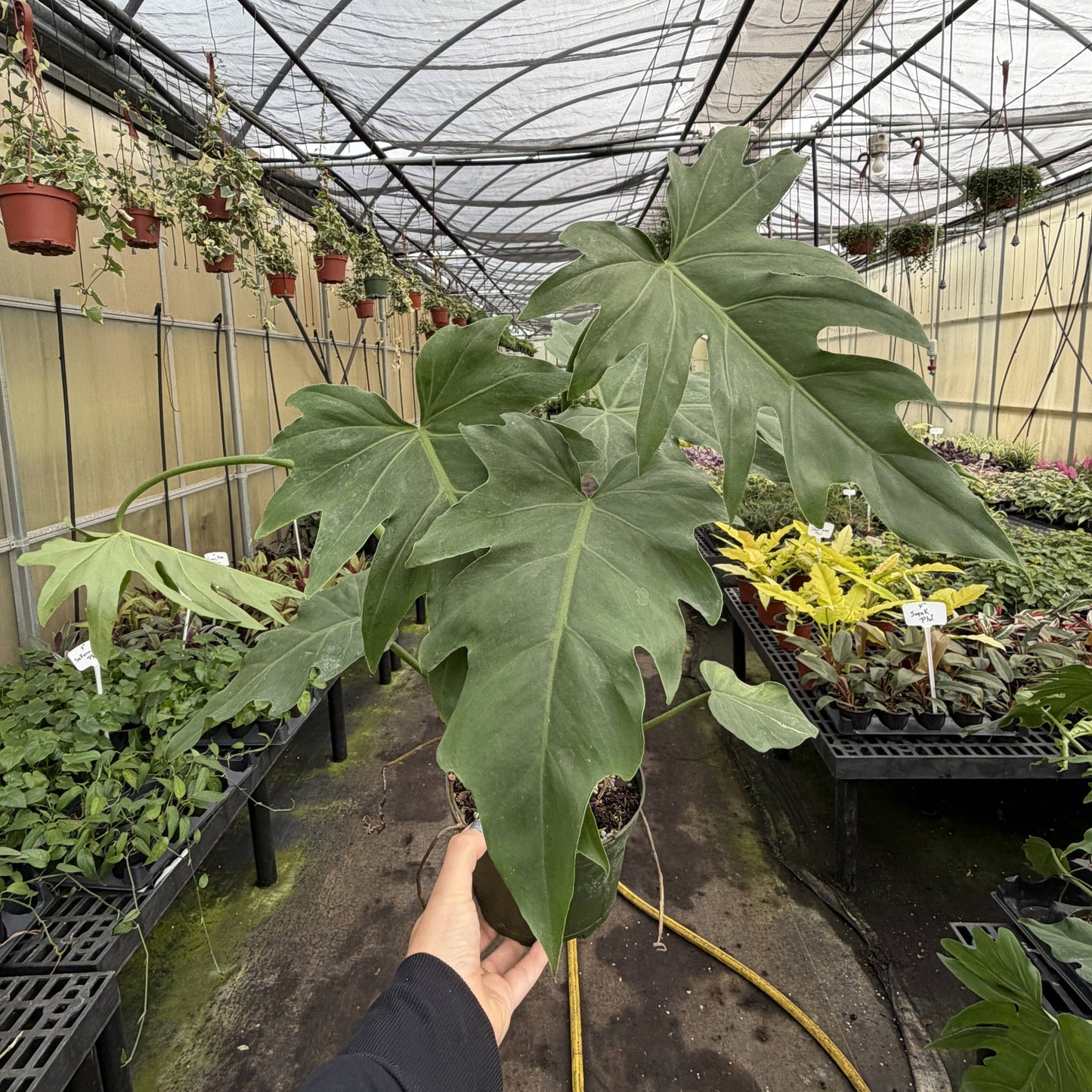Philodendron Mayoi - Live Plant : 6" Pot