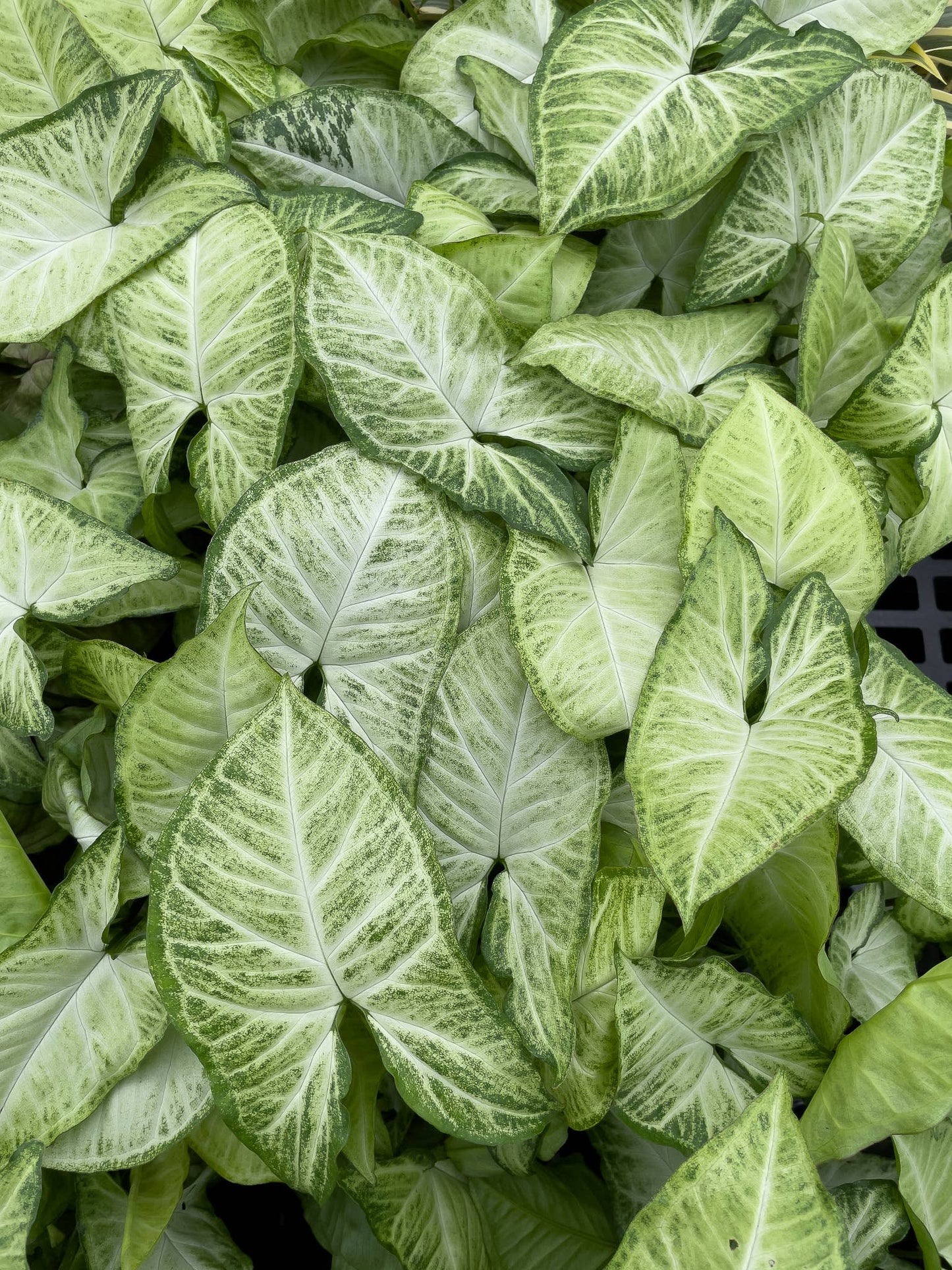 Assorted Butterfly Syngonium - Live Plant: 3" Pot