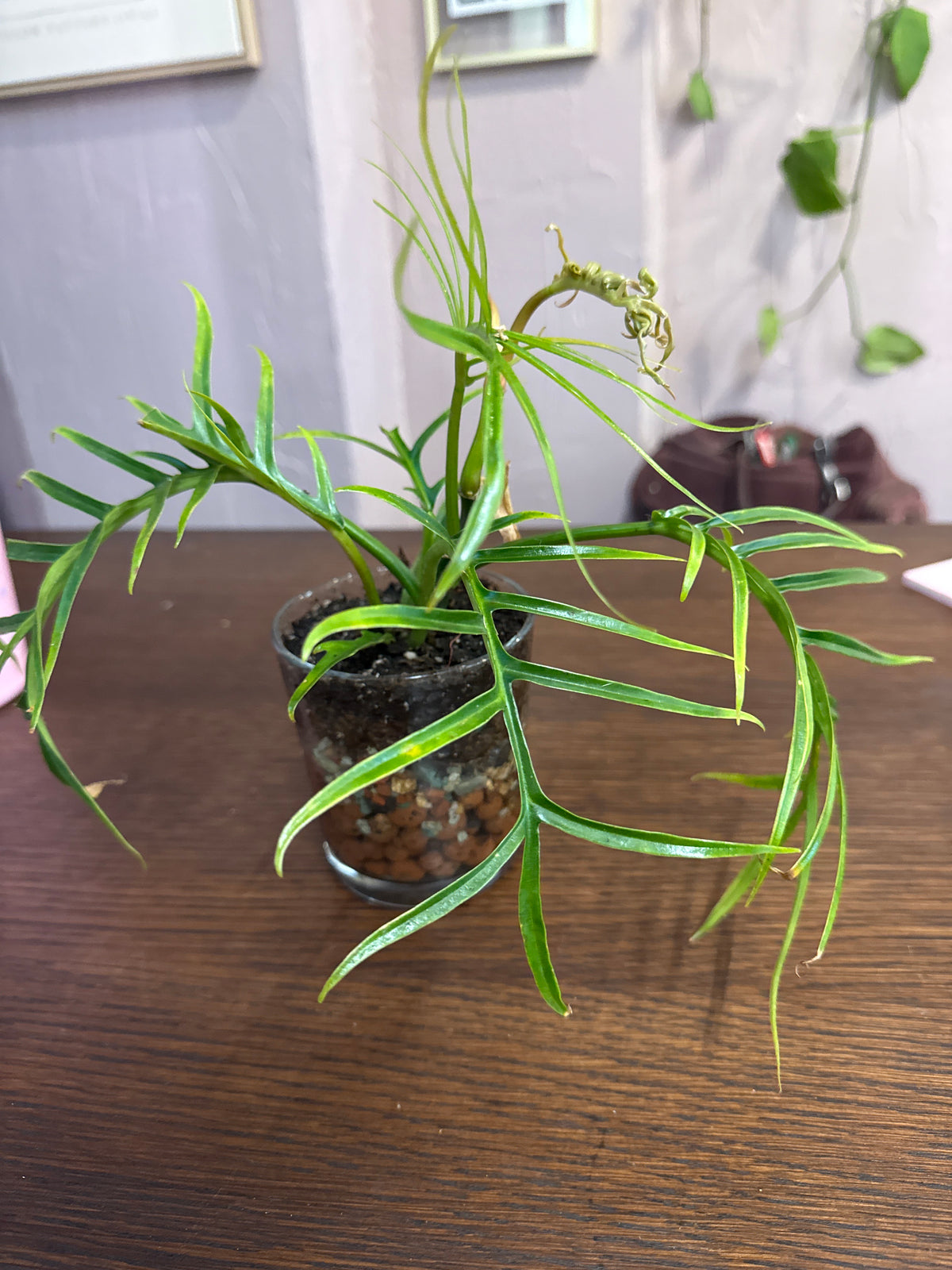 Philodendron Tortum Leca ball self watering vase