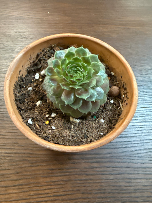 Chick Charms® Berry Bomb [large] in clay pot
