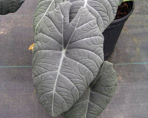 Alocasia Maharani starter: Yes. Please pot them in a 3 inch pot.
