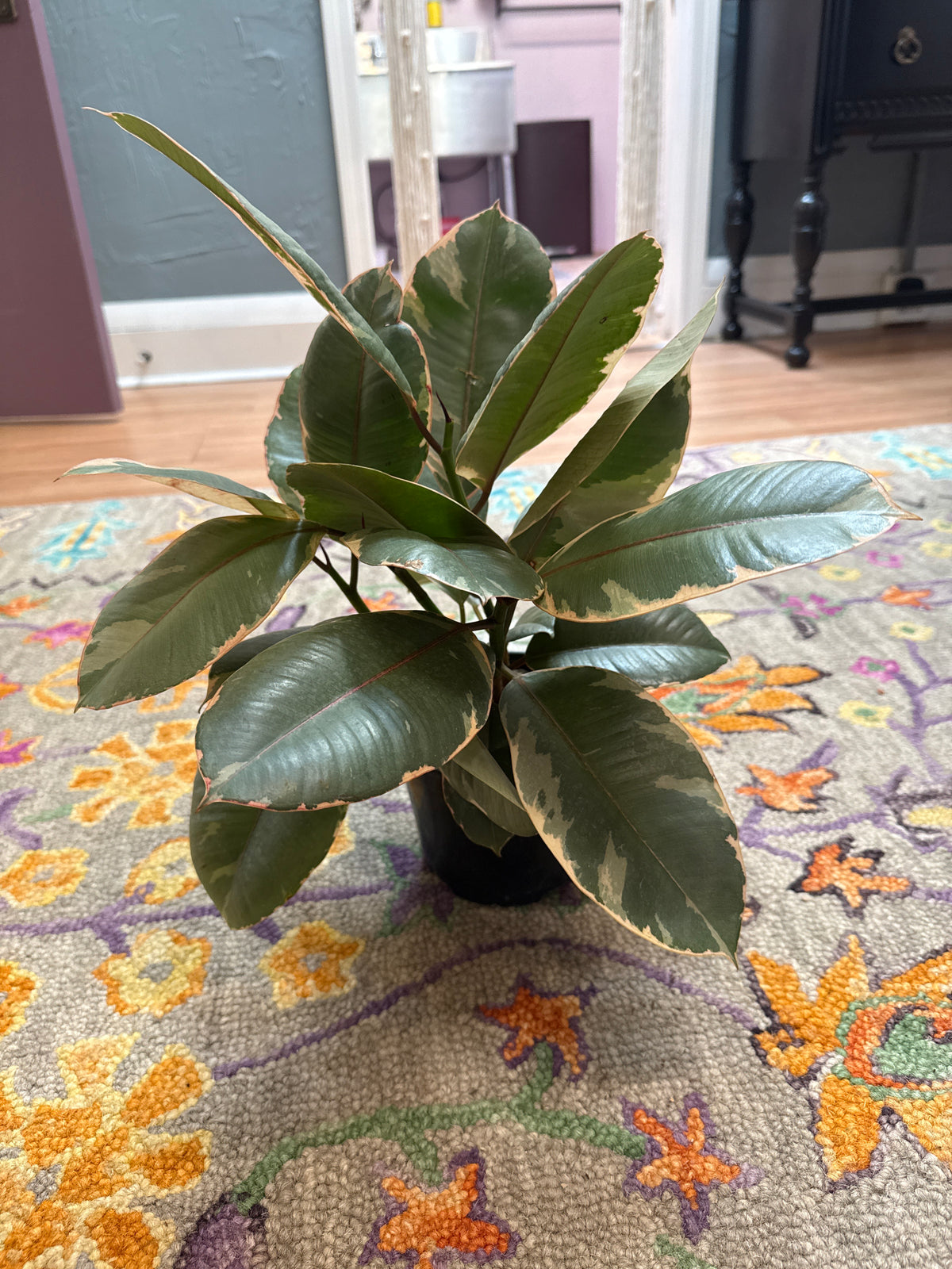 Tineke Rubber Plant - Live Plant: 5” Pot