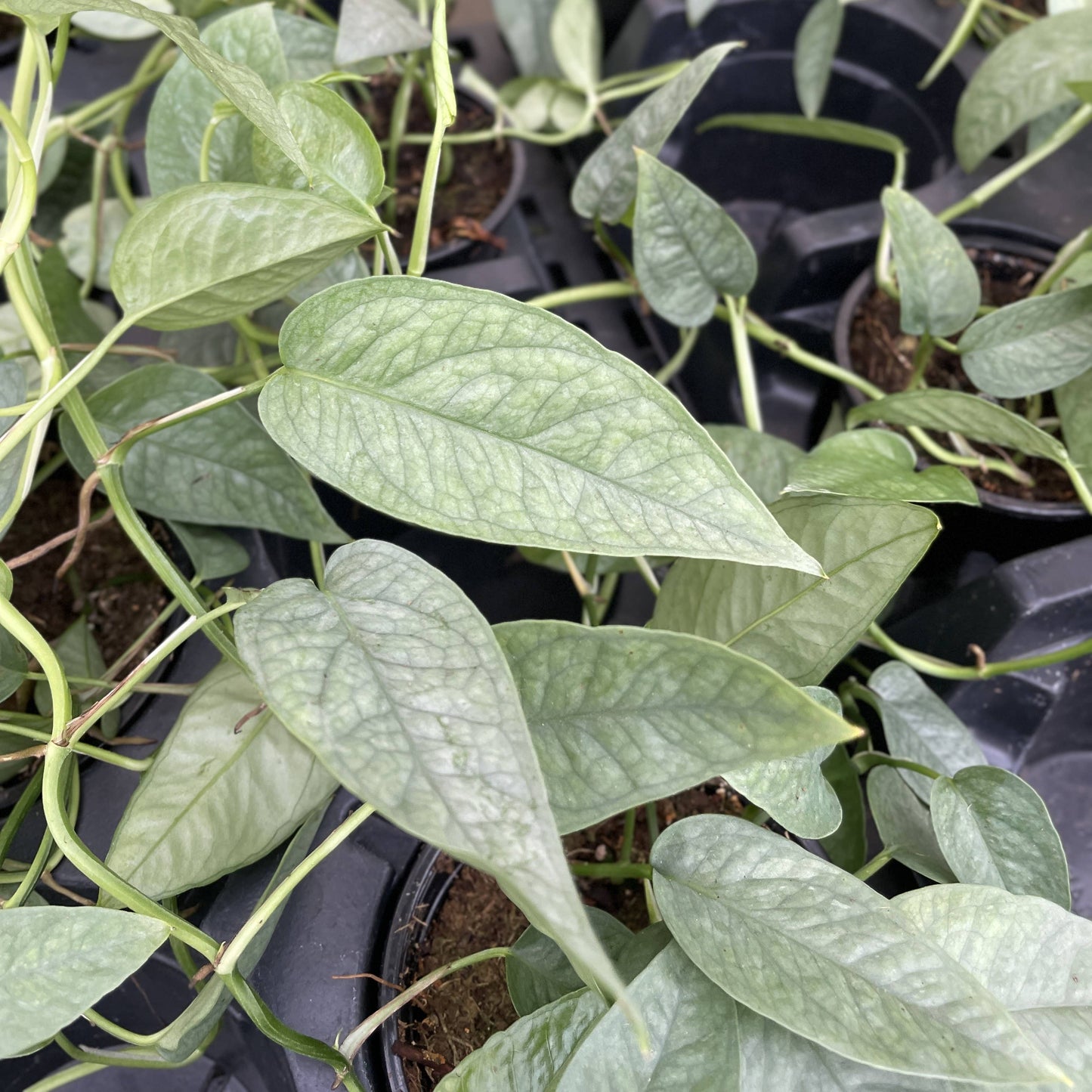 Cebu Blue Pothos - 4" Live Plant
