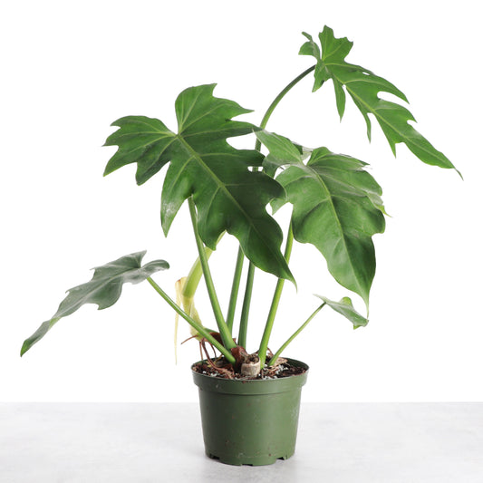 Philodendron Mayoi - Live Plant : 6" Pot