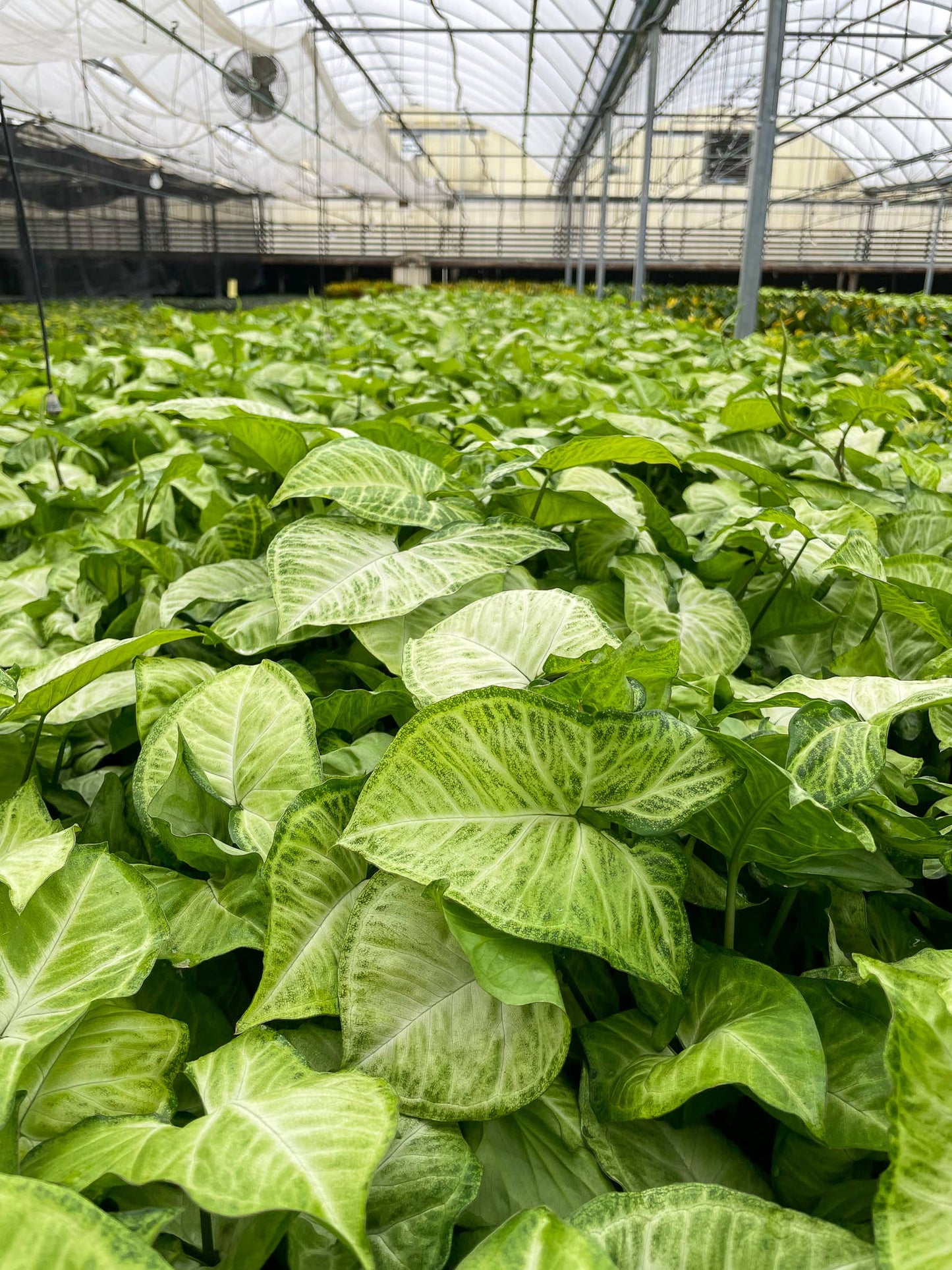 Assorted Butterfly Syngonium - Live Plant: 3" Pot