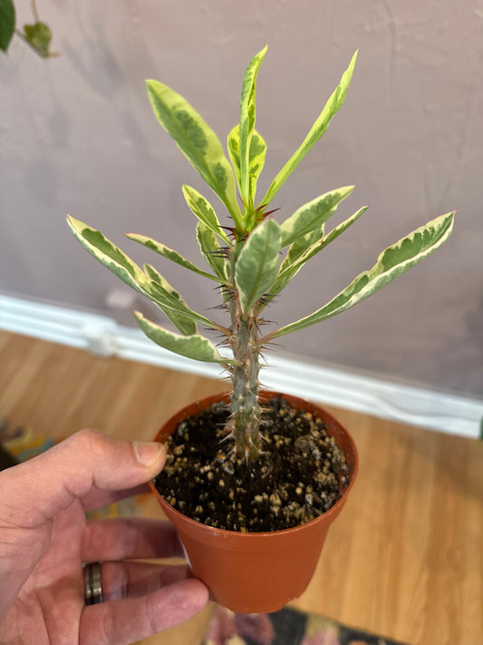 Variegated Crown of Thorns Cactus - 4" Live Plant