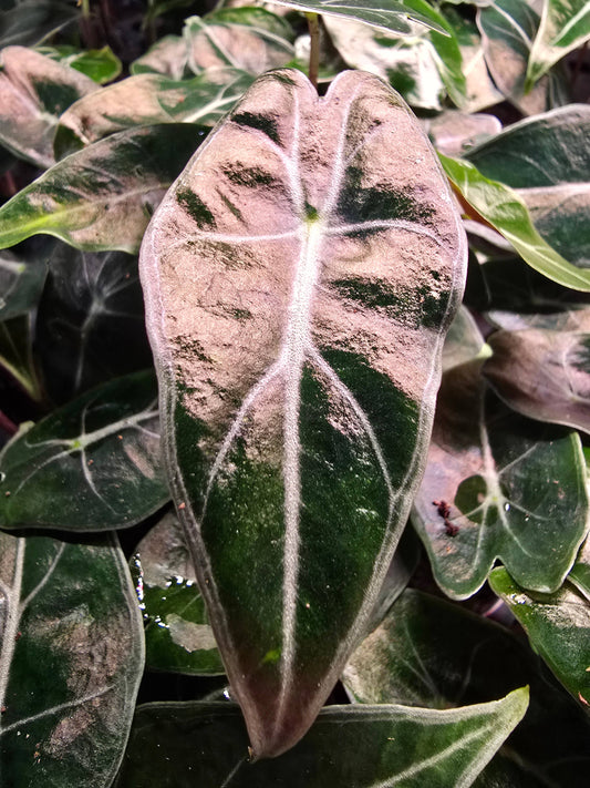 Alocasia Dragons tooth starter: No. I will pot them myself. I would rather save the money.