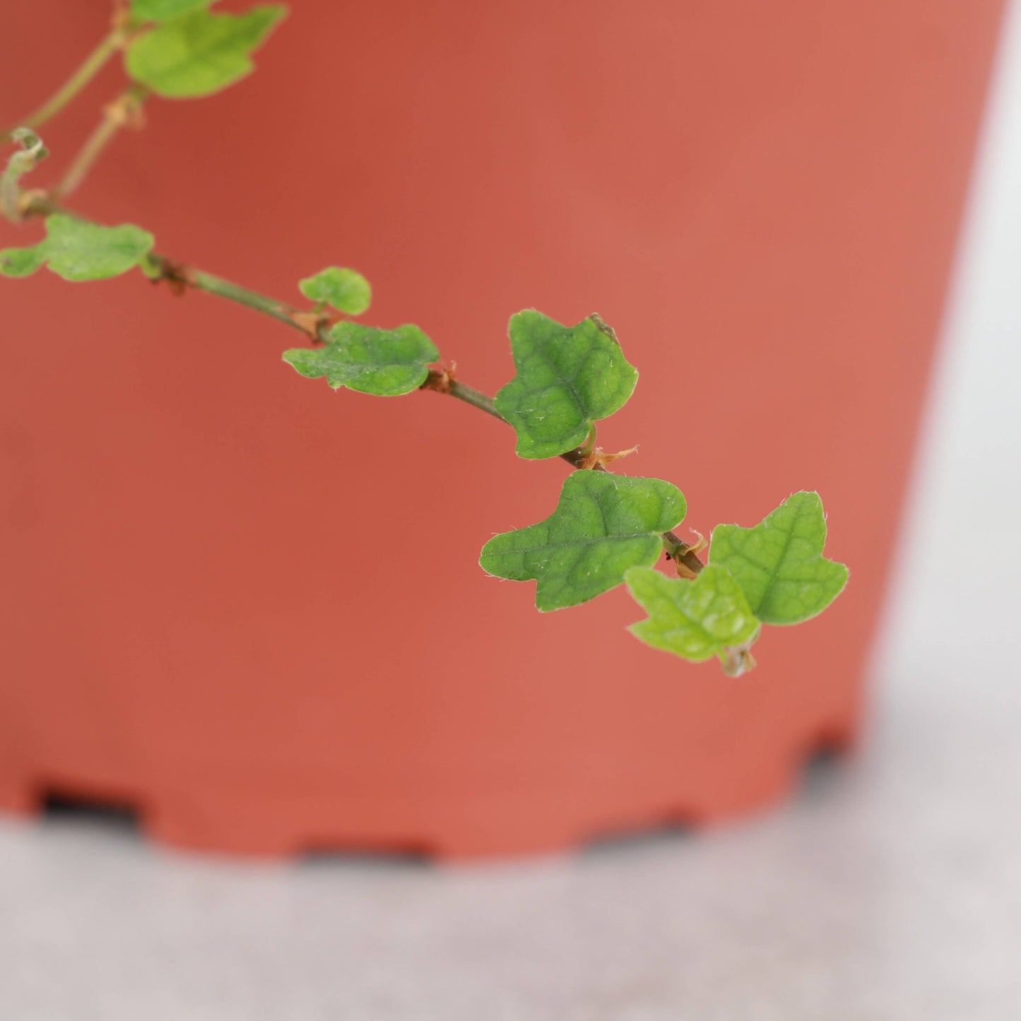 String of Frogs Plant - Creeping Fig - 4" Live Plant