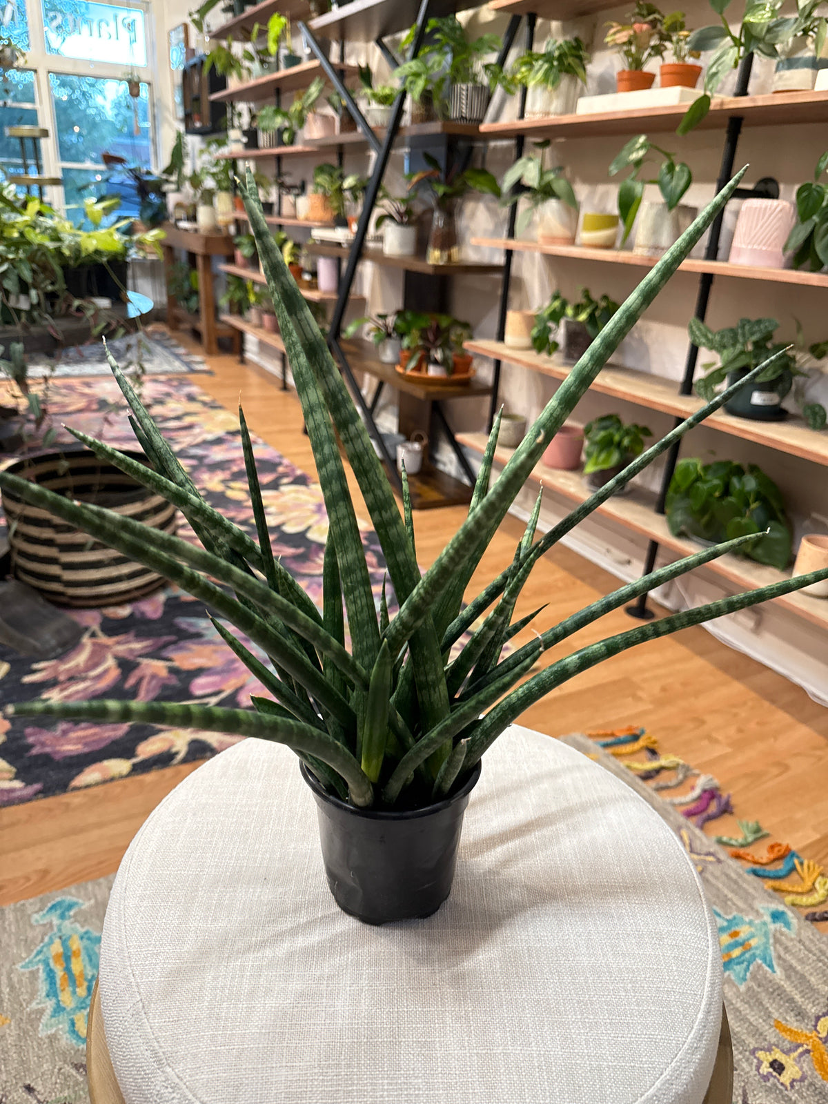 Sansevieria Mikado 4” pot