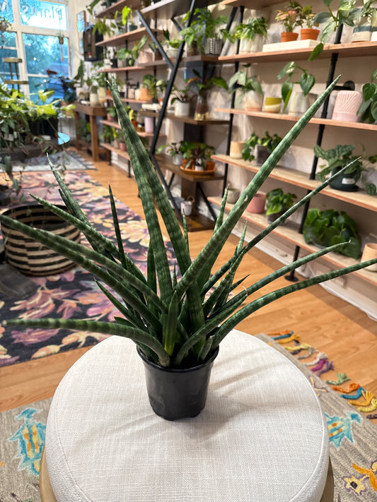 Sansevieria Mikado 4” pot