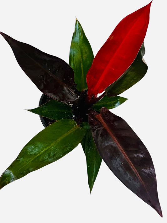 Philodendron Kathleen