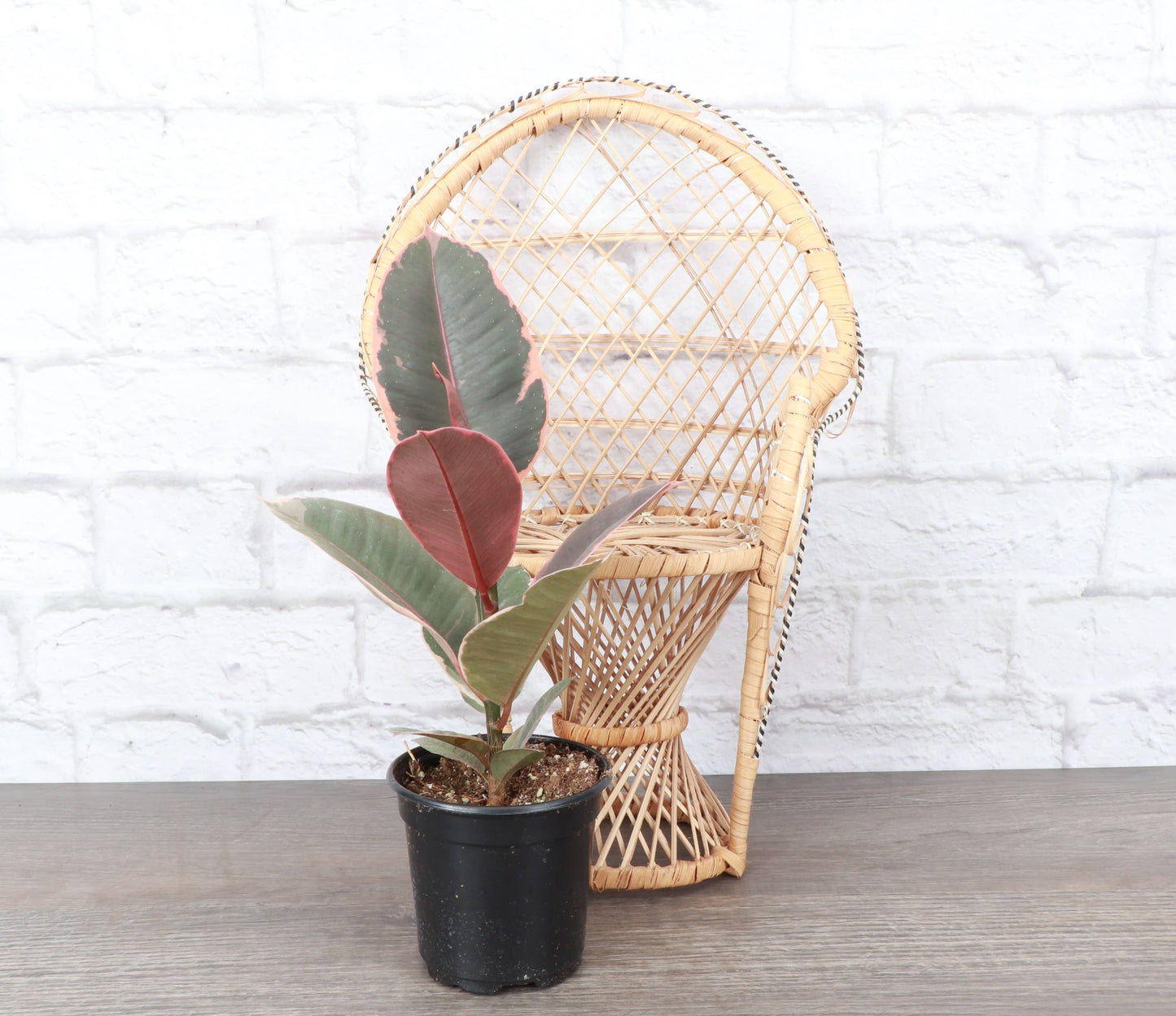 Ruby Rubber Plant - Live Ficus Plant: 4" Pot