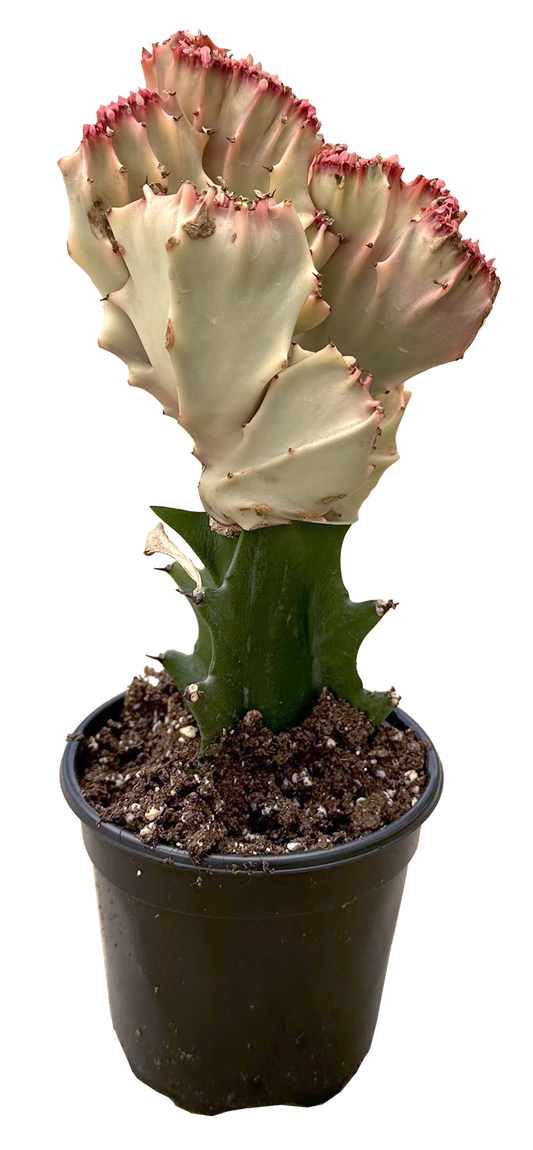 Mermaid Tail Pink Cactus 4 inch  Grow Pot
