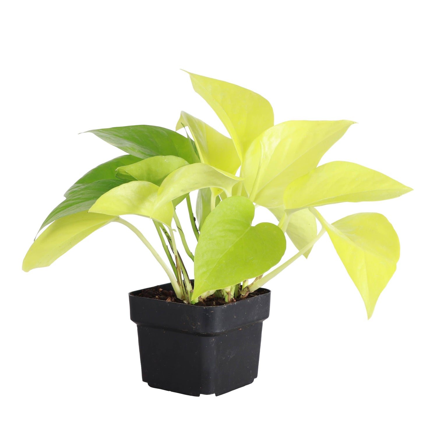 Neon Pothos Plant - Live Plant: 4" Pot