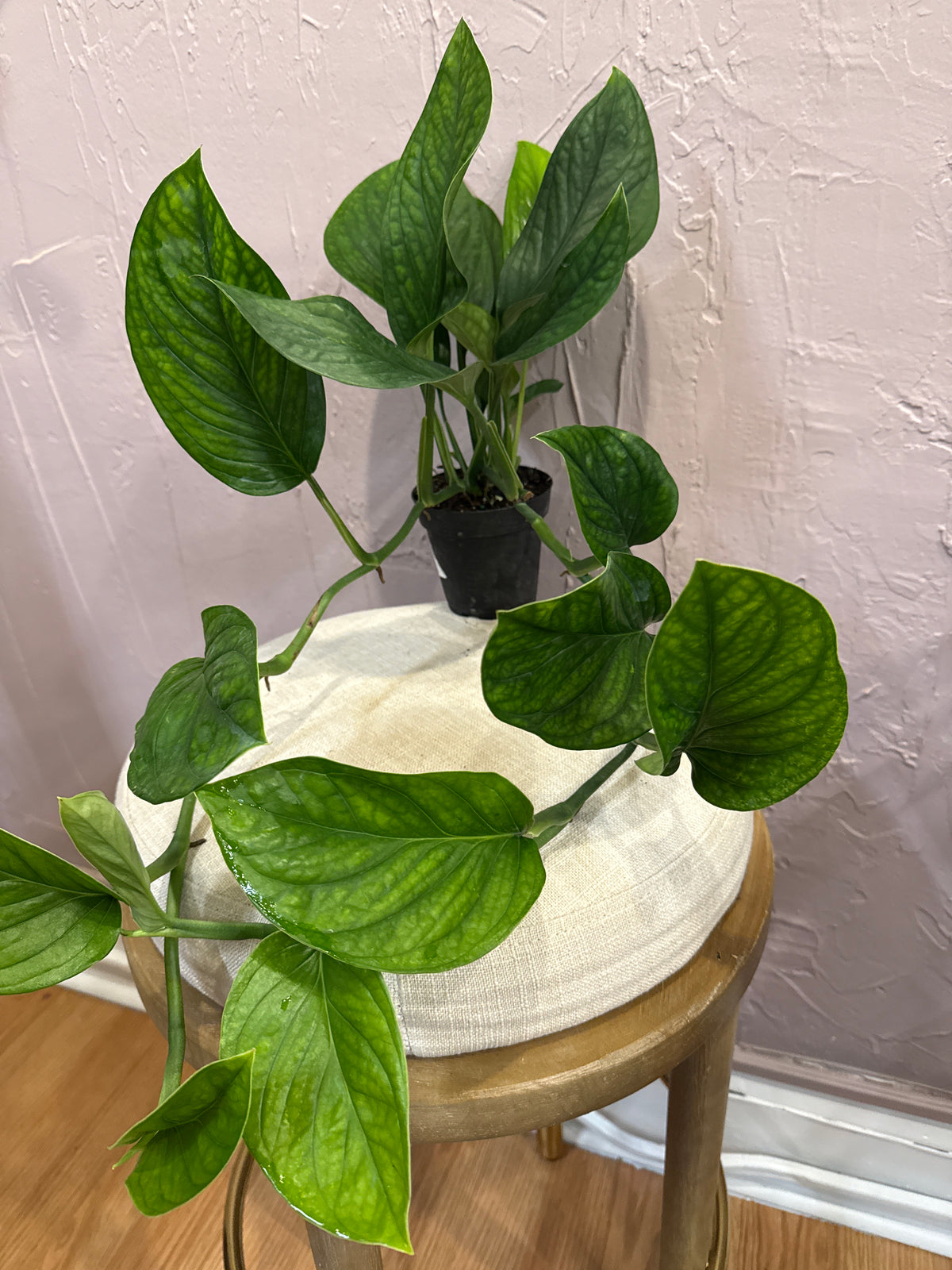 Monstera Pinnapartita 4”