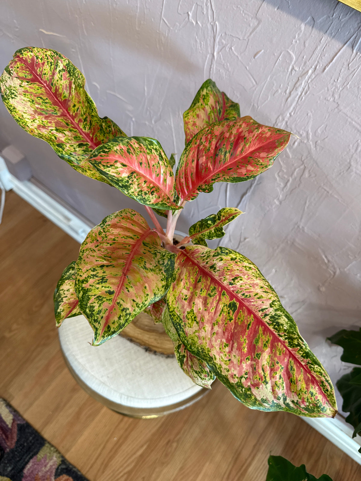 Aglaonema Golden Papaya 6”
