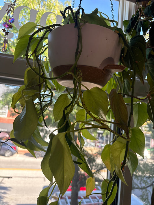 Neon Pathos 8” w/ hanging pot