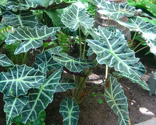 Perfect Plant Clearance - No damage. Unpotted starters