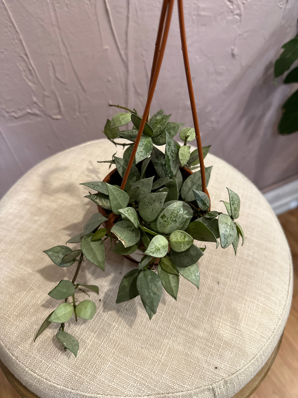 Hoya Arctic 4” pot