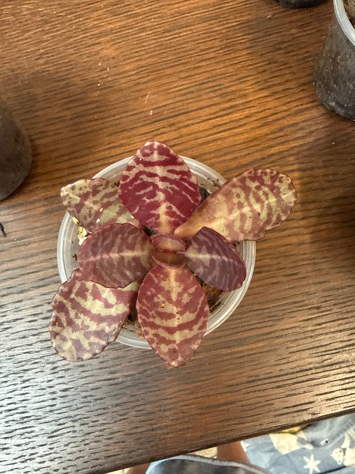 Humilis Desert succulent 3”