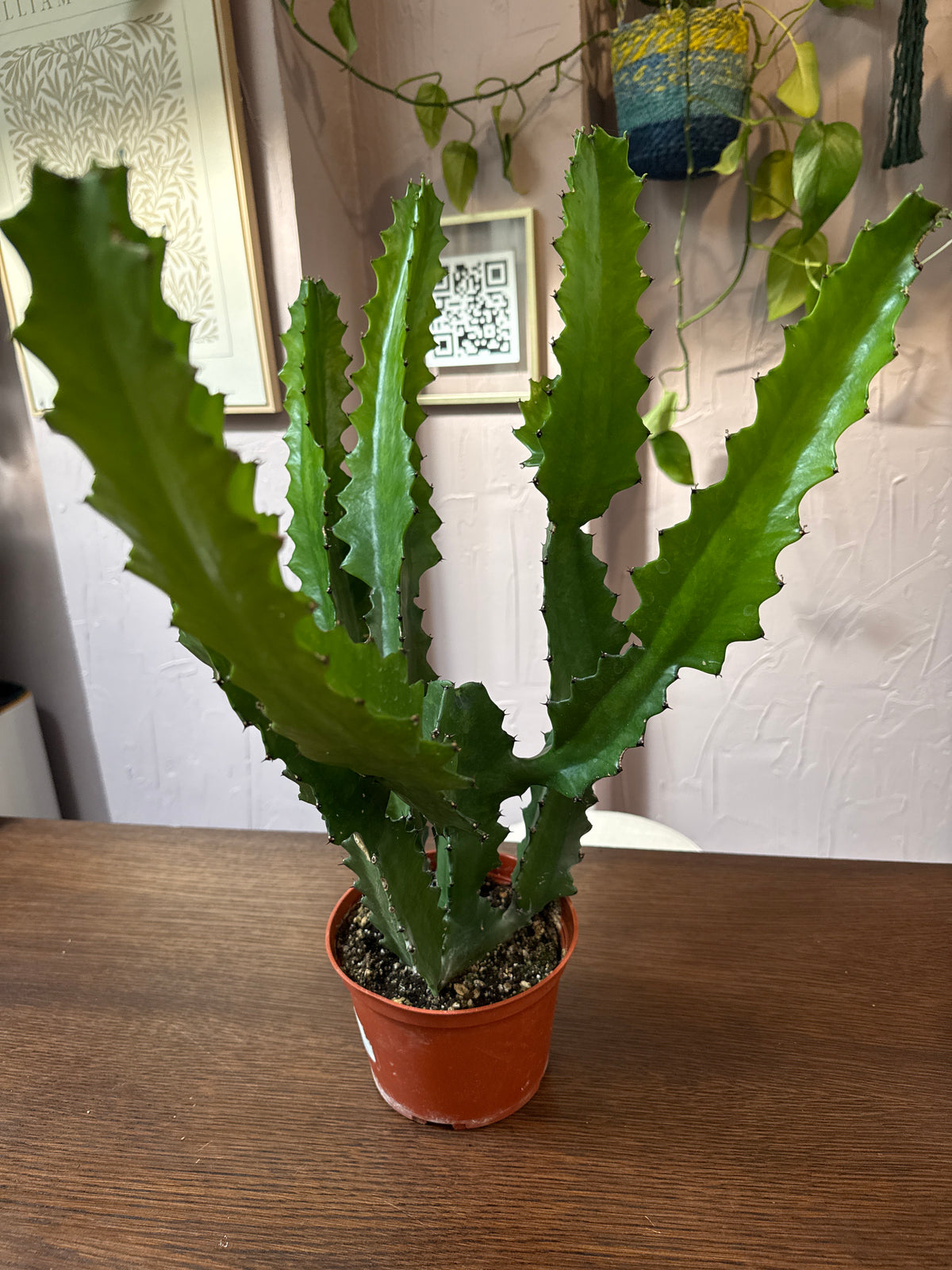 Euphorbia Lactea Dragon Bone