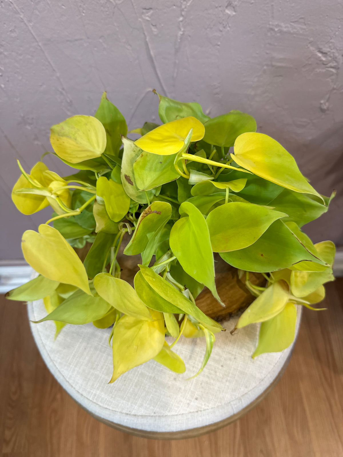 Philodendron Lemon Lime 4”