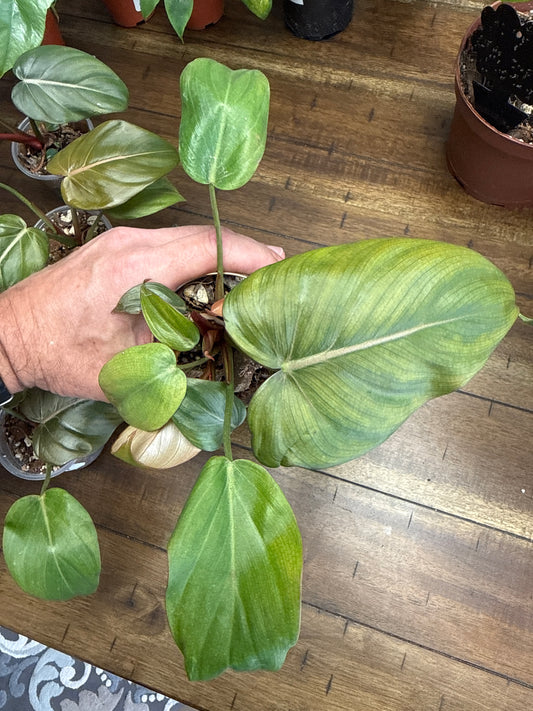 Summer Glory Philodendron 4”