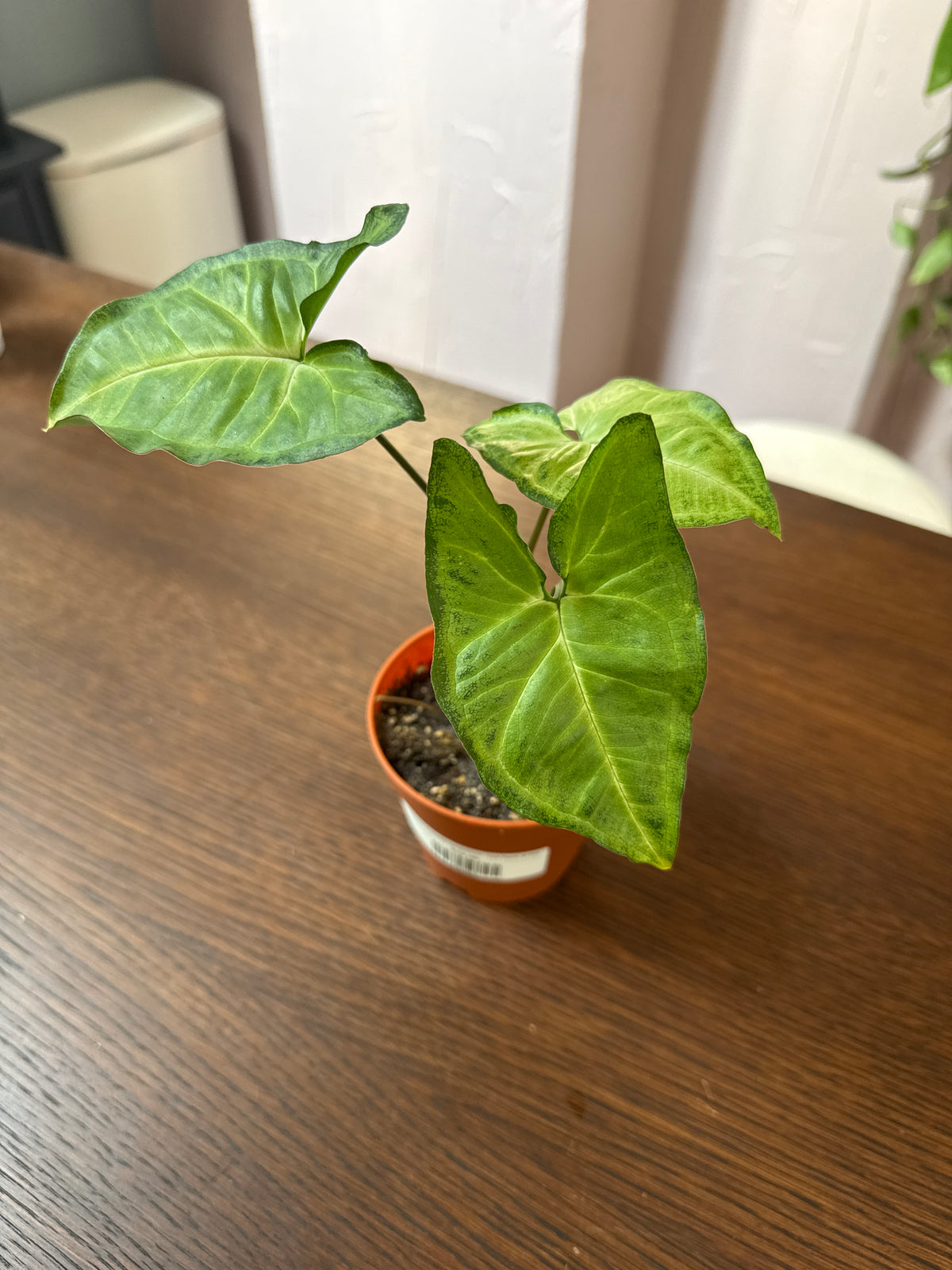 Assorted Butterfly Syngonium - Live Plant: 4” Pot