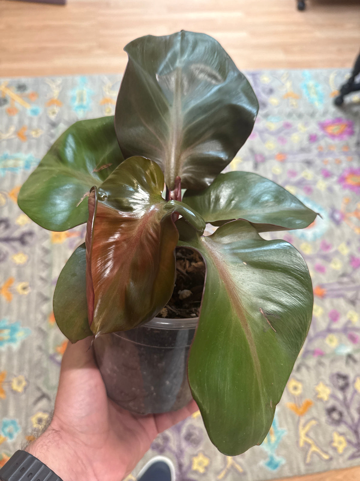 Red Heart Philodendron - 6”