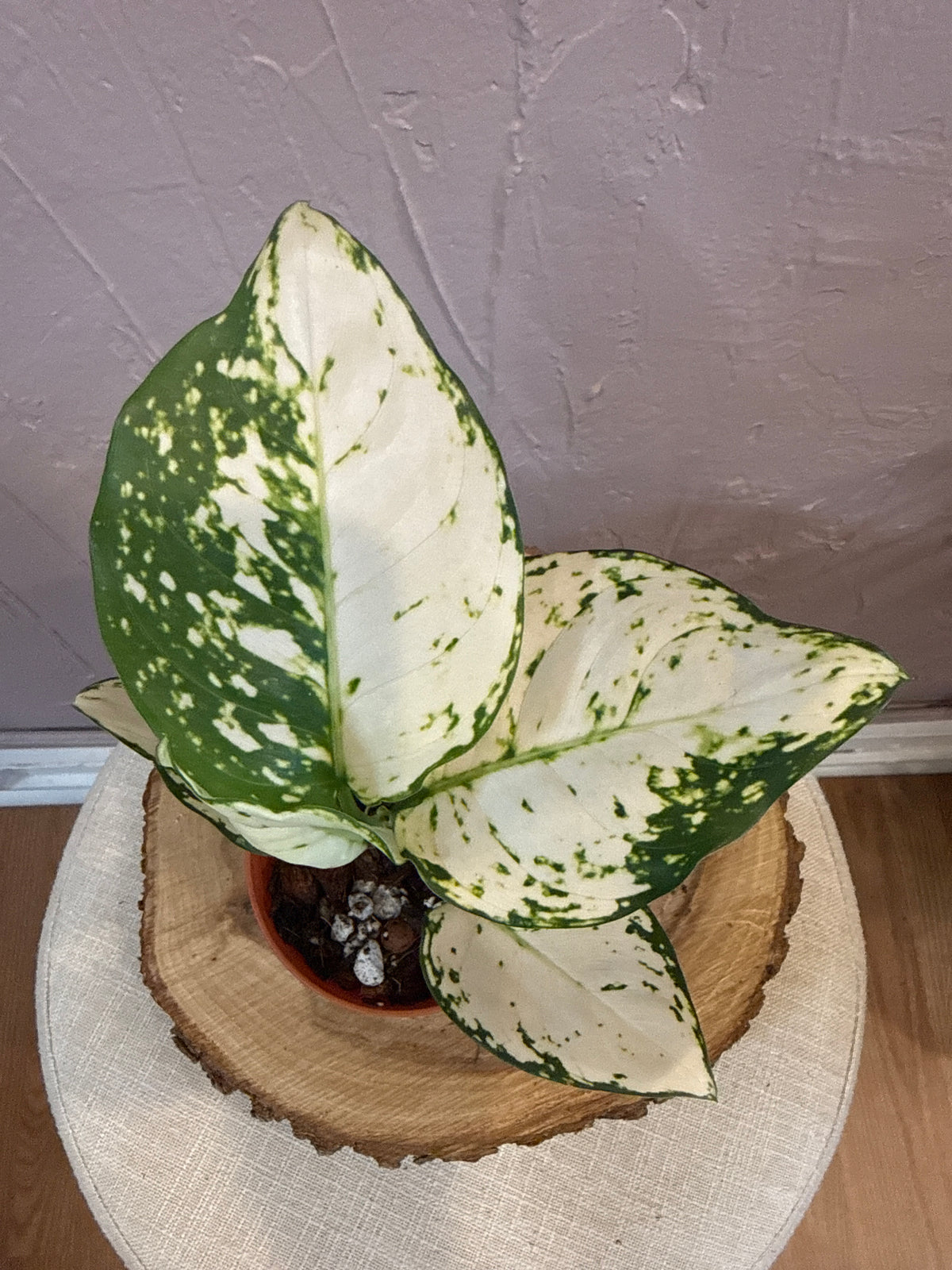 Aglaonema Super White 4” Rare