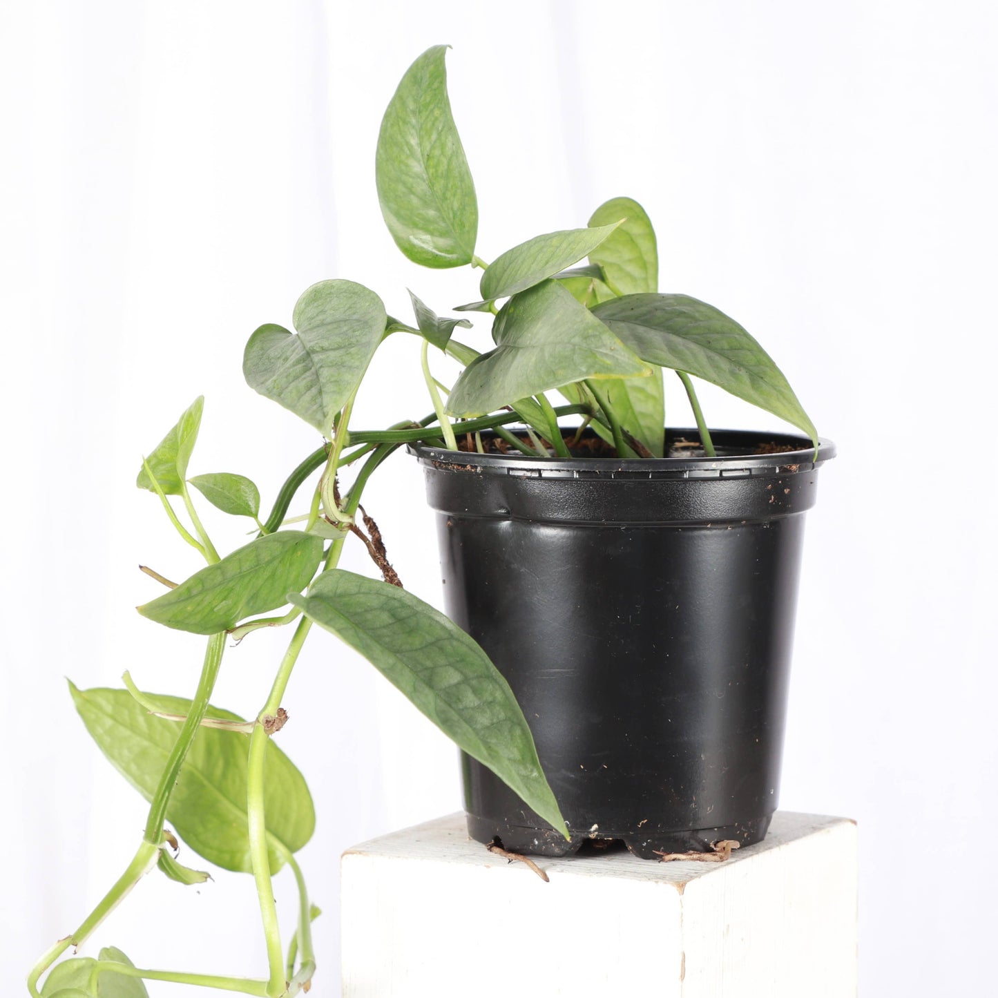 Cebu Blue Pothos - 4" Live Plant