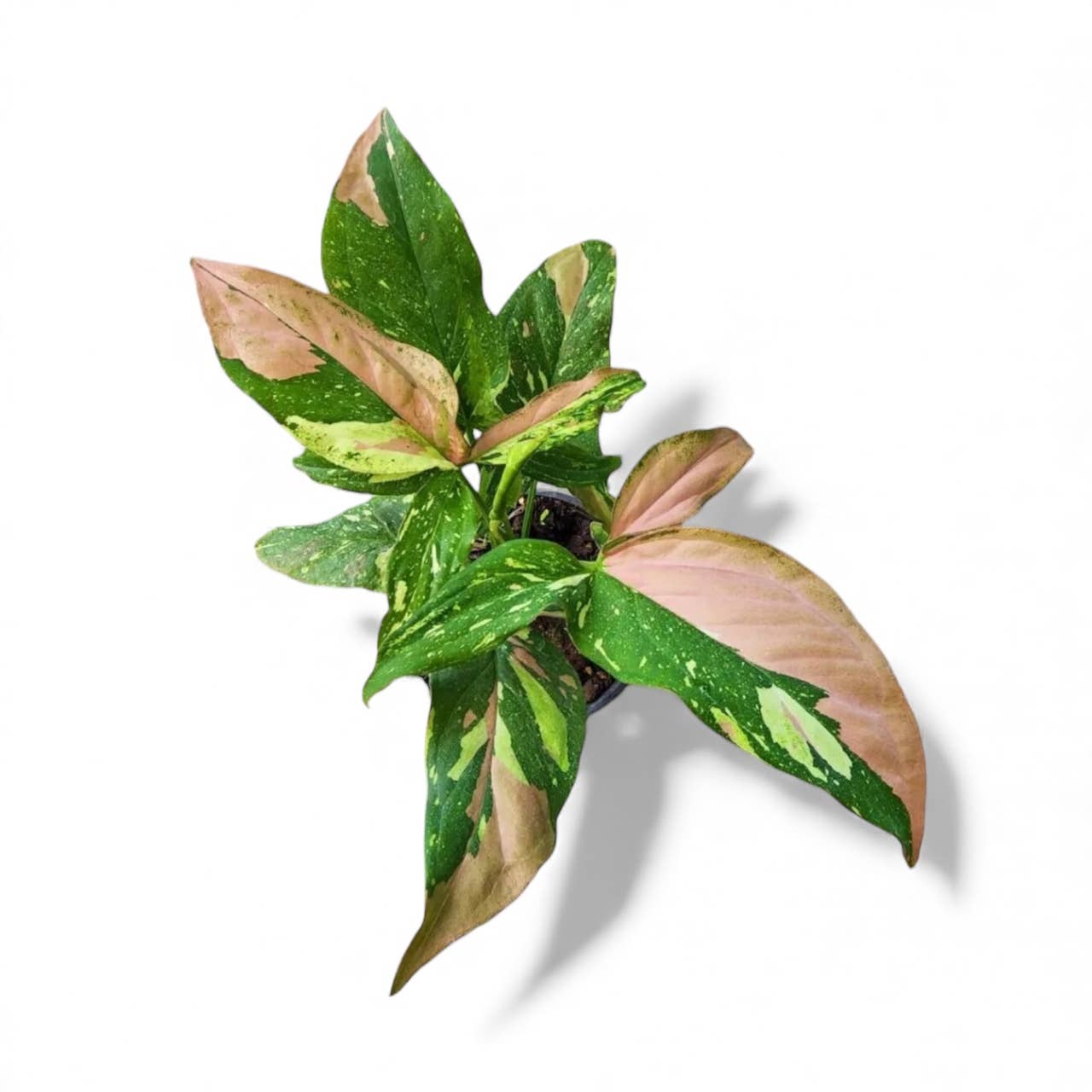 Rare Syngonium Tricolor: Large