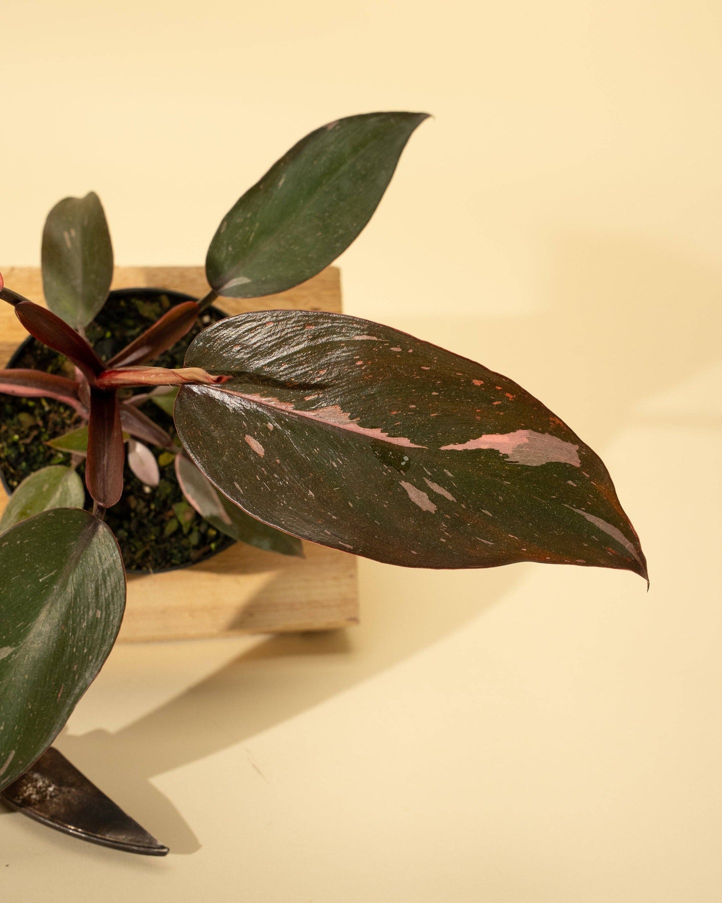 4" Philodendron 'Pink Princess'