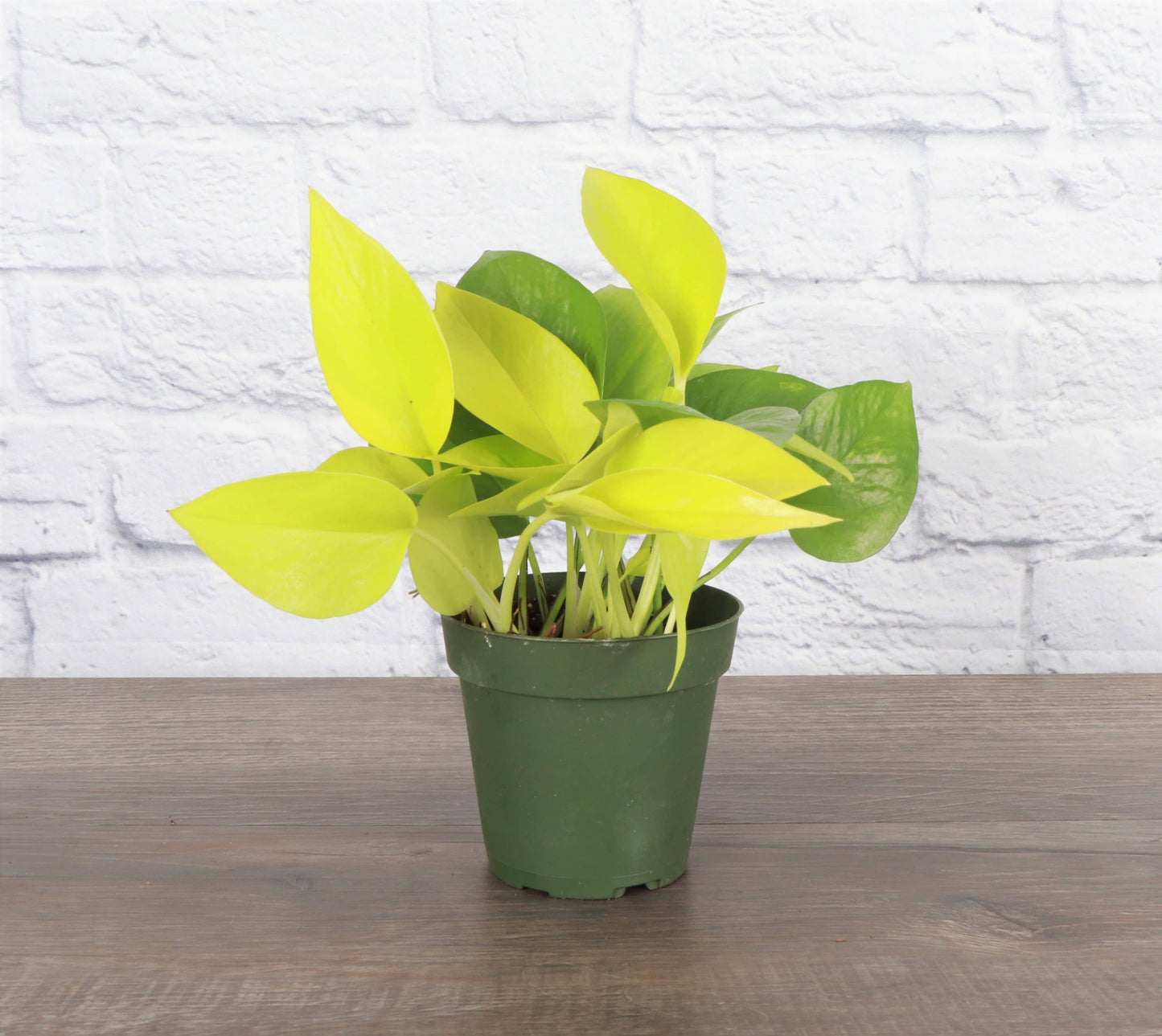 Neon Pothos Plant - Live Plant: 4" Pot