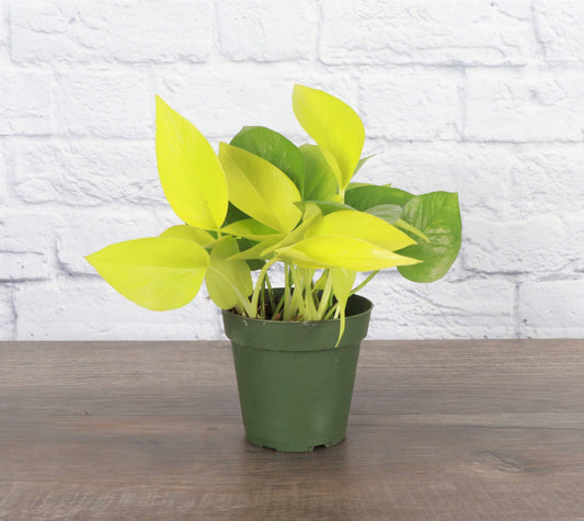 Neon Pothos Plant - Live Plant: 4" Pot