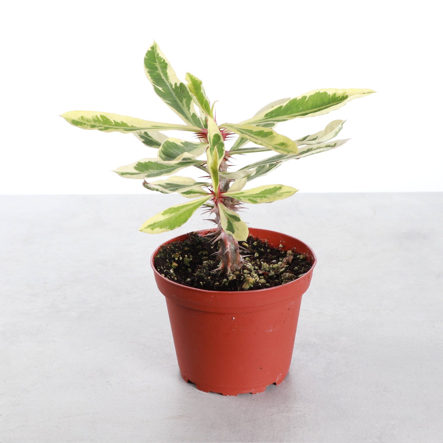 Variegated Crown of Thorns Cactus - 4" Live Plant