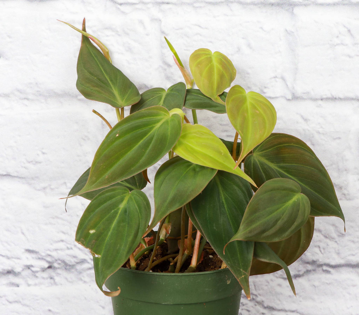 Philodendron Micans - Live Plant: 4" Pot