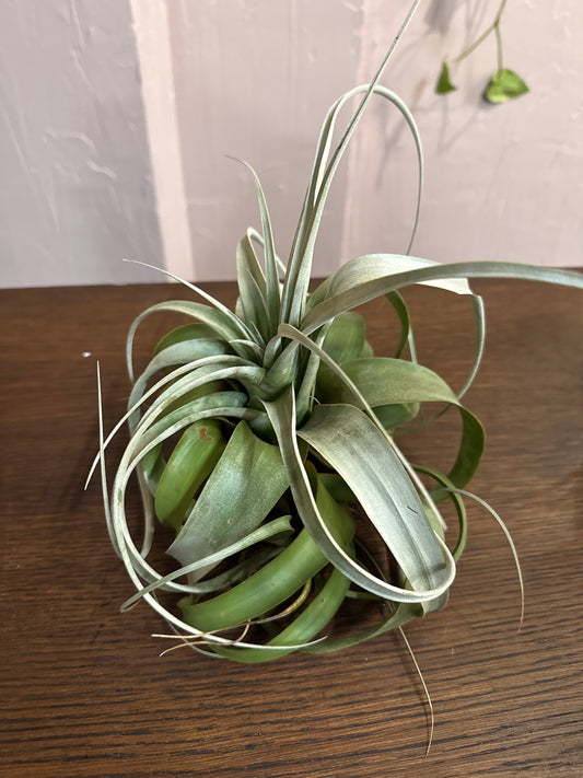 Air Plant XL assorted