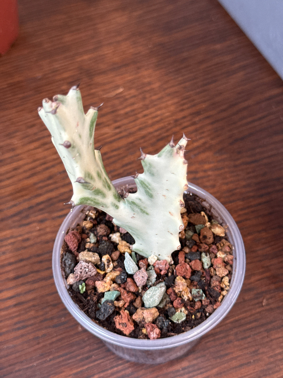 Dragon bone Euphorbia 3”