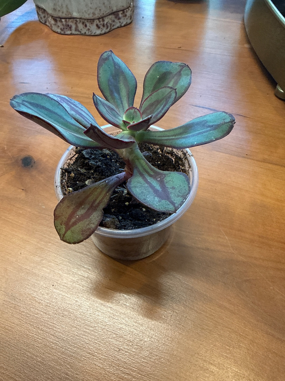 Echeveria nodulosa - Painted Echeveria