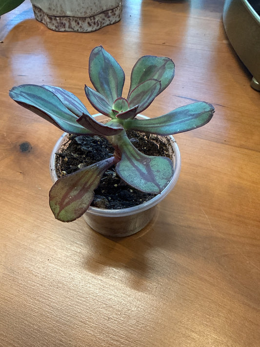 Echeveria nodulosa - Painted Echeveria