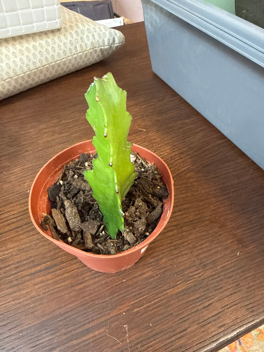 Euphorbia lactea 3”