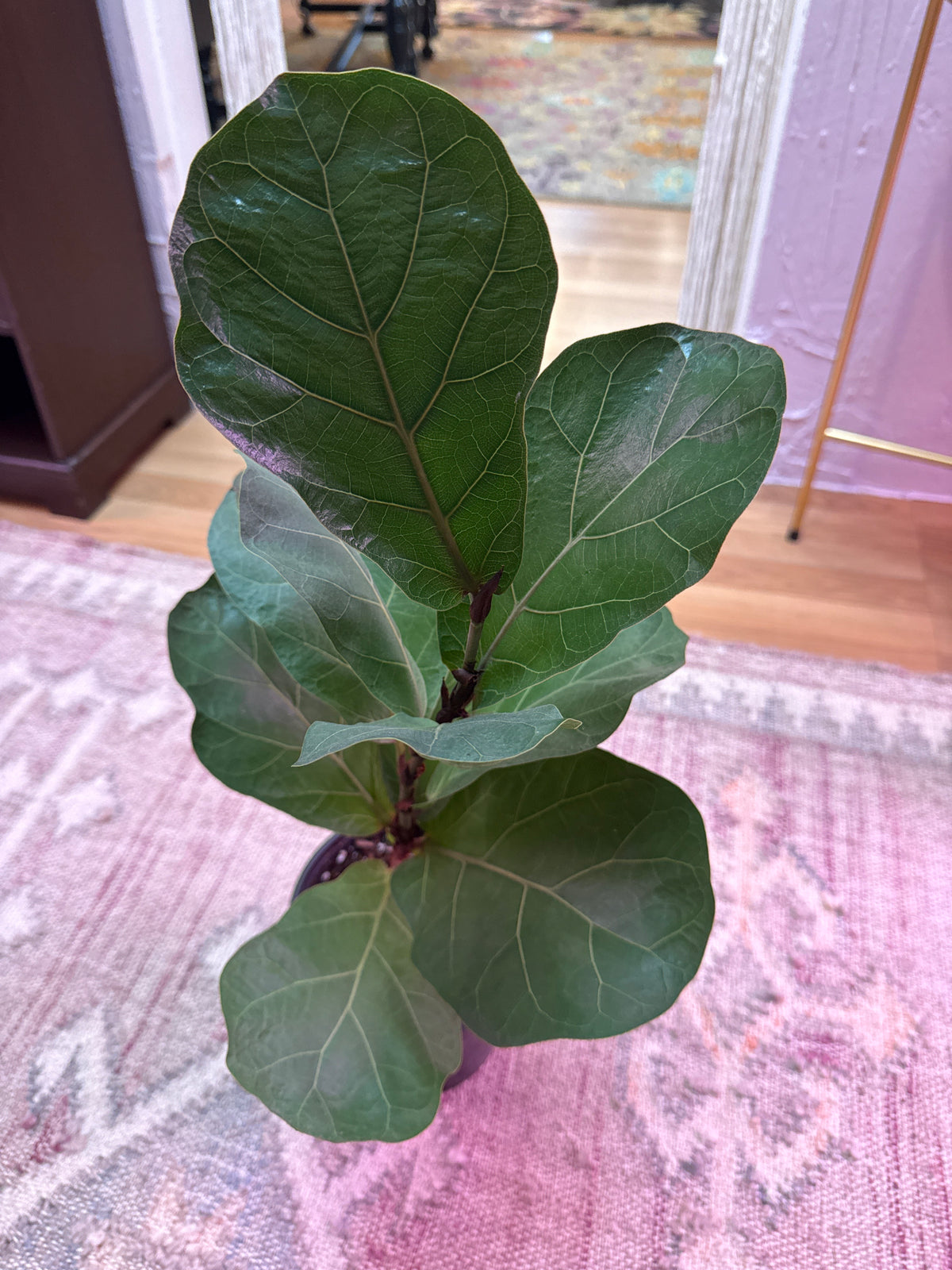 Fiddle Leaf Fig 6”